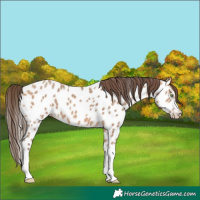 Horse Color:Amber Champagne Near Leopard 