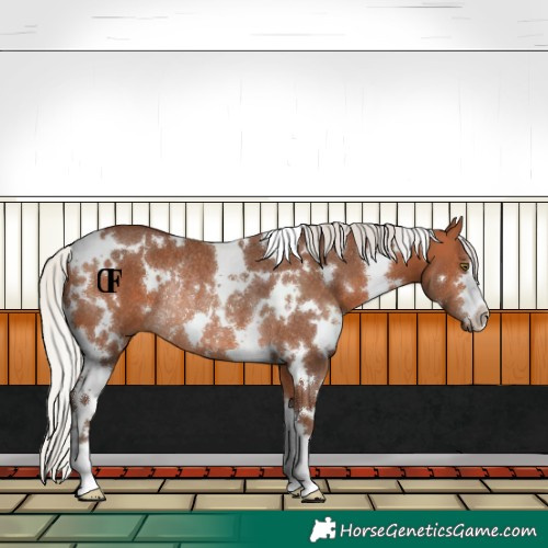 Horse Color:White Spotted Silver Bay Rabicano