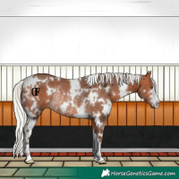 Horse Color:White Spotted Silver Bay Rabicano 