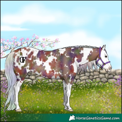 Horse Color:Nacre White Spotted Silver Brown Splash Appaloosa Rabicano 