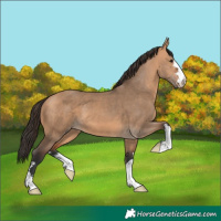 Horse Color:Bay Dun 