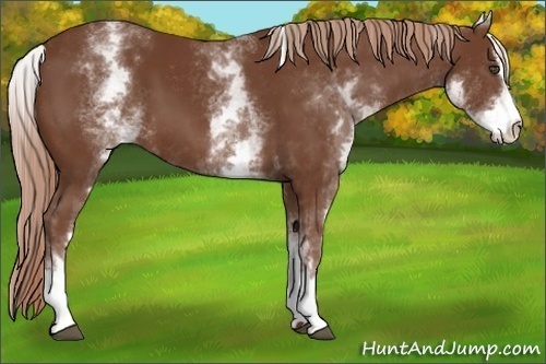 Horse Color:White Spotted Chestnut Sabino