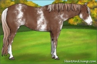 Horse Color:White Spotted Chestnut Sabino 