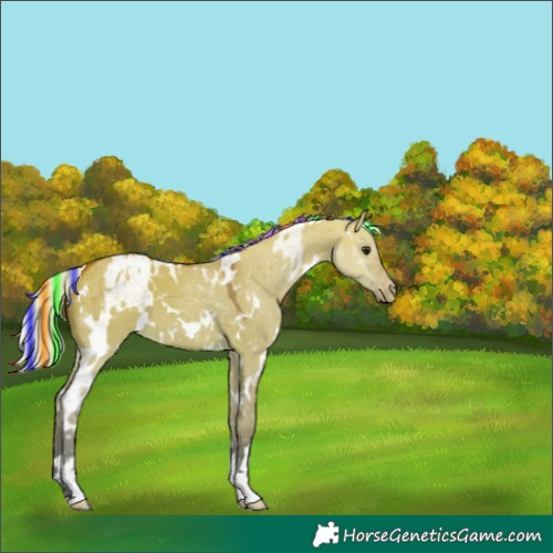 Horse Color:Painted White Spotted Silver Bay Dun Appaloosa