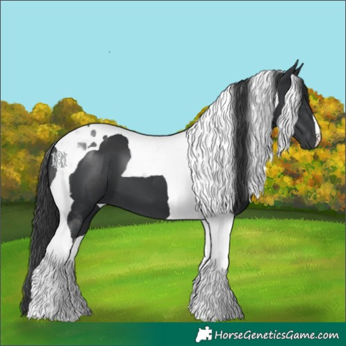 Horse Color:Black Tobiano 
