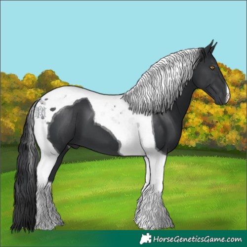 Horse Color:Black Tobiano 