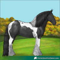 Horse Color:Black Tobiano