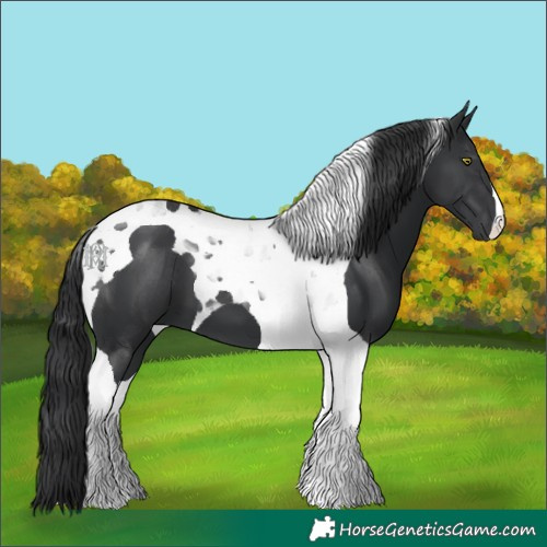Horse Color:Black Tobiano