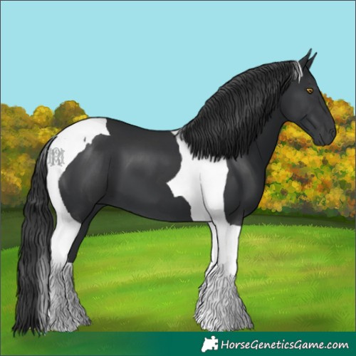 Horse Color:Black Tobiano 