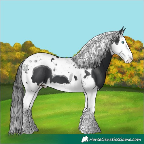 Horse Color:Black Splash Tobiano