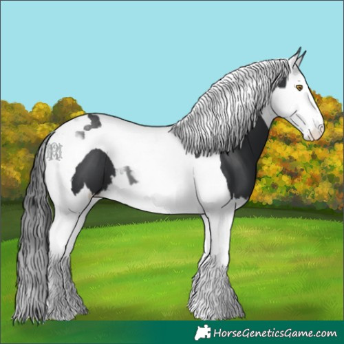 Horse Color:Black Splash Tobiano