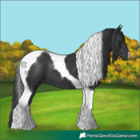 Horse Color:Black Tobiano