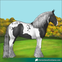 Horse Color:Black Tobiano 