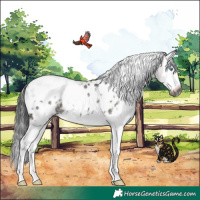 Horse Color:Gray White Spotted Grullo Splash Appaloosa Rabicano