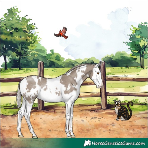 Horse Color:White Spotted Silver Grullo Splash Rabicano 
