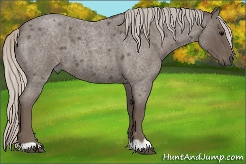Horse Color:Silver Blue Roan