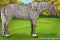 Horse Color:Silver Blue Roan 