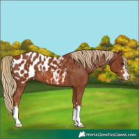 Horse Color:Chestnut Appaloosa