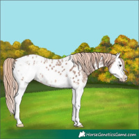 Horse Color:Chestnut Ice Sabino Splash Appaloosa 