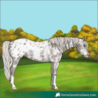 Horse Color:Silver Black Ice Appaloosa Rabicano 