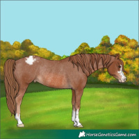 Horse Color:Chestnut Appaloosa Rabicano