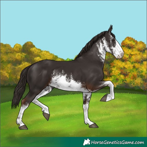Horse Color:White Spotted Liver Chestnut 