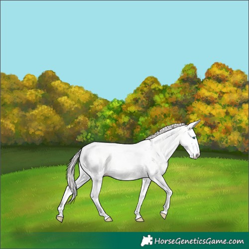 Horse Color:Perlino Dun Splash Tobiano 