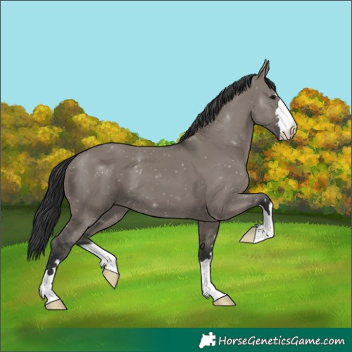 Horse Color:Grullo