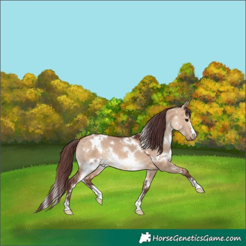 Horse Color:White Spotted Chocolate Bay Dun 