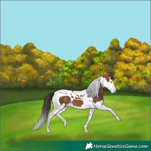 Horse Color:Bay Splash Tobiano 