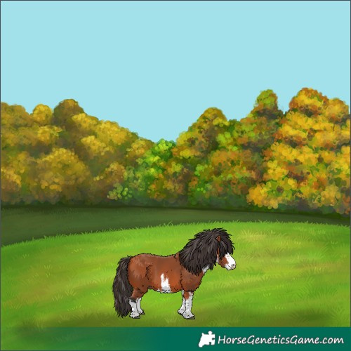 Horse Color:White Spotted Bay 