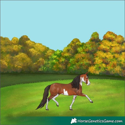 Horse Color:White Spotted Bay 