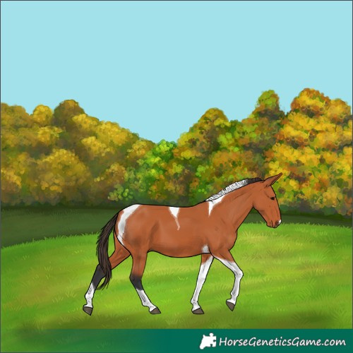 Horse Color:Bay Tobiano 