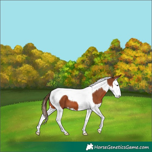Horse Color:Chestnut Splash Tobiano 