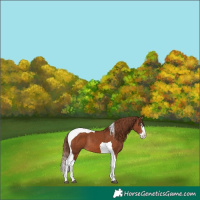 Horse Color:Chestnut Splash Tobiano Rabicano 