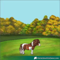 Horse Color:Chestnut Splash Tobiano Rabicano 