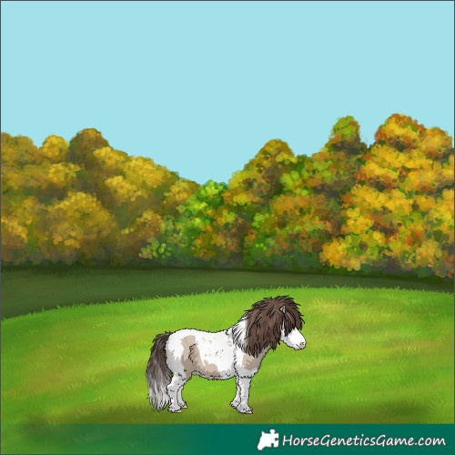Horse Color:Classic Champagne Dun Splash Tobiano 