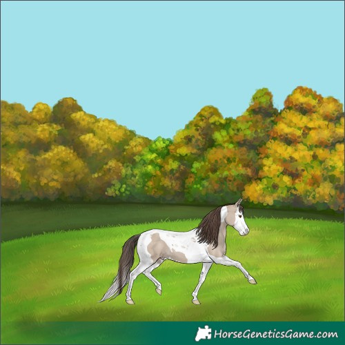Horse Color:Classic Champagne Dun Splash Tobiano 