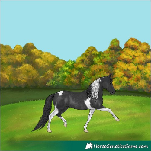 Horse Color:Black Tobiano Rabicano 