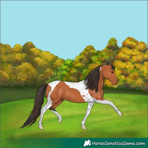 Horse Color:Bay Tobiano 