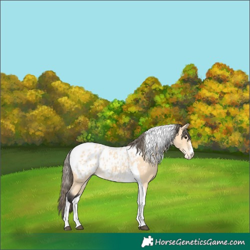Horse Color:Buckskin Tobiano Appaloosa 