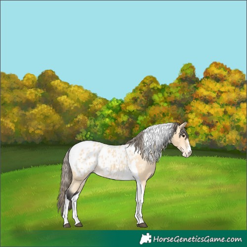 Horse Color:Buckskin Tobiano Near Leopard 