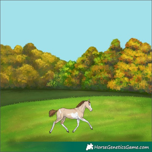 Horse Color:Red Dun Splash Tobiano 