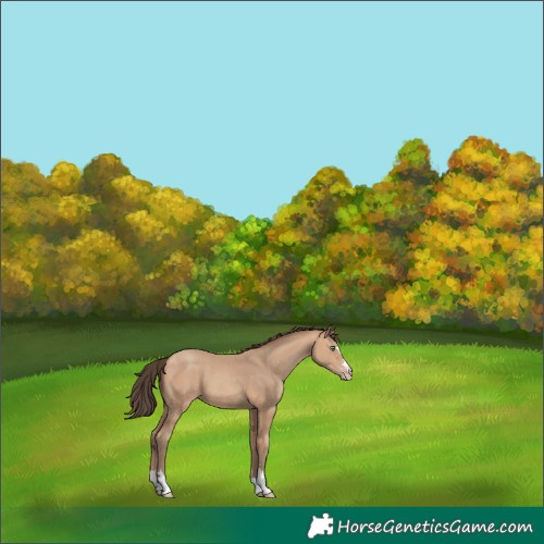 Horse Color:Amber Champagne 