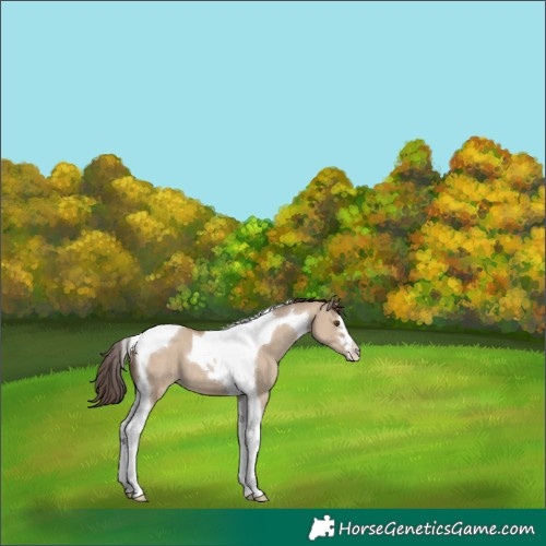 Horse Color:Classic Champagne Dun Tobiano 