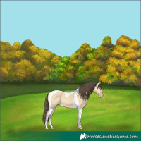 Horse Color:Amber Cream Champagne Dun Tobiano