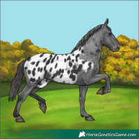 Horse Color:Black Near Leopard 