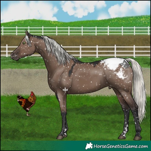 Horse Color:Liver Red Dun Mushroom Snowcap 