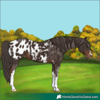 Horse Color:Liver Chestnut Sabino Appaloosa