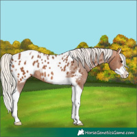 Horse Color:Silver Bay Splash Tobiano Appaloosa Rabicano